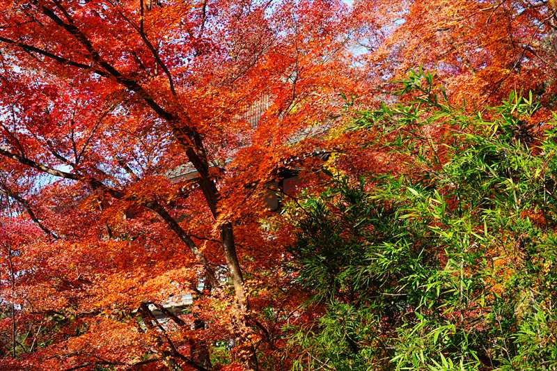 1077_洛東 今熊野観音寺_京都