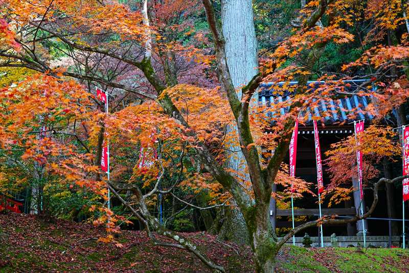 1078_洛東 今熊野観音寺_京都