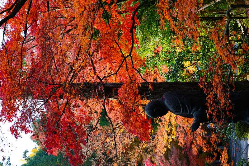 1079_洛東 今熊野観音寺_京都