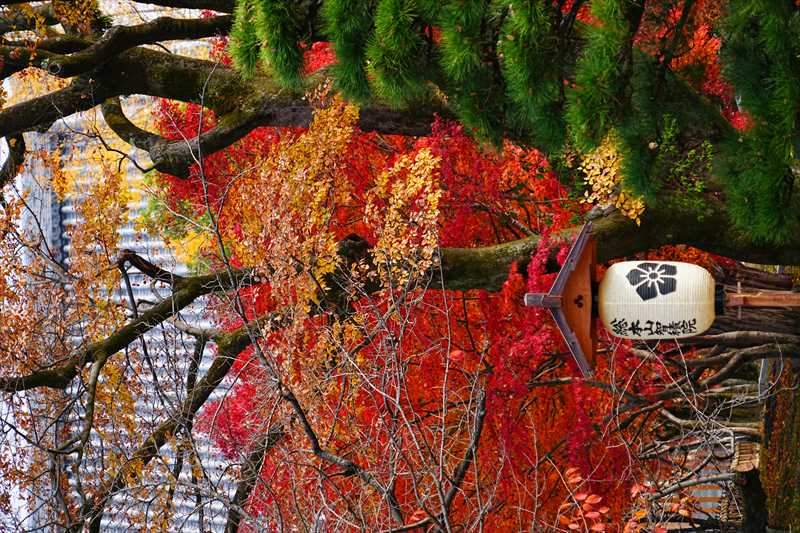 1046_洛東 智積院_京都