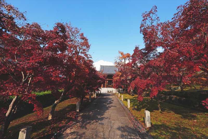1050_洛東 智積院_京都