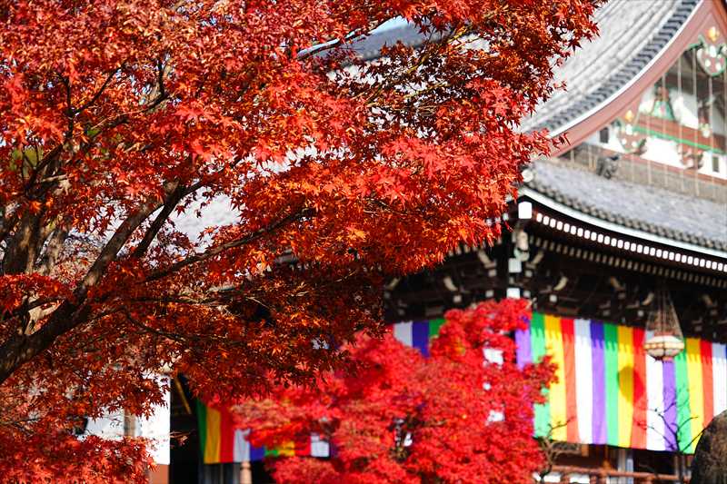 1054_洛東 智積院_京都