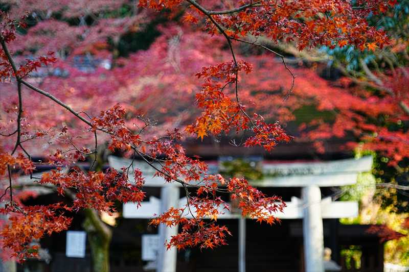 1202_洛東 大谷本廟_京都