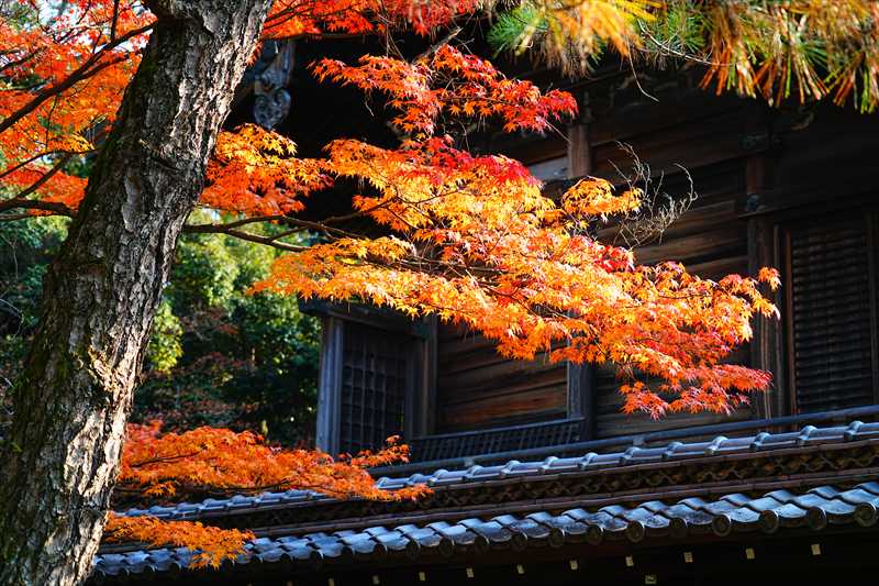 1204_洛東 大谷本廟_京都