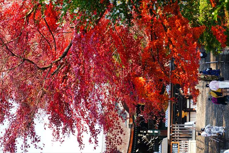 1206_洛東 大谷本廟_京都