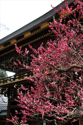 1063_洛中 北野天満宮_京都府