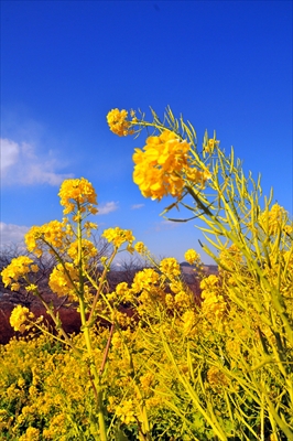 1025_元気な百姓達の菜の花畑（南伊豆_静岡県