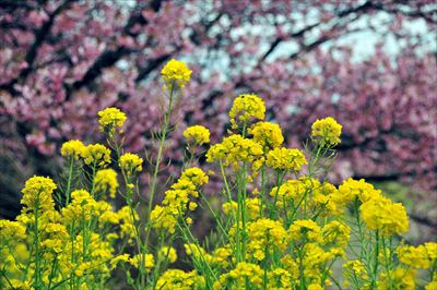 1032_青野川（南伊豆町）_静岡県