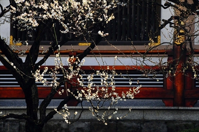 1019_長泉寺_文京区_東京都