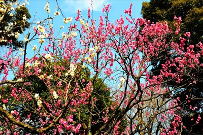 1008_小石川後楽園_東京都