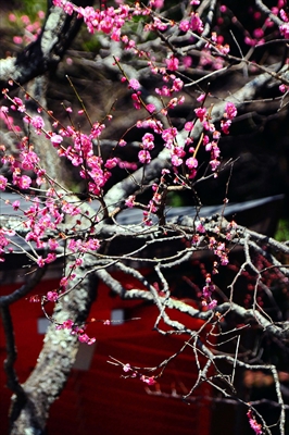 1179_鎌倉荏柄天神社_神奈川県