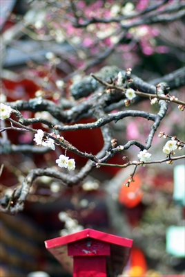 1182_鎌倉荏柄天神社_神奈川県