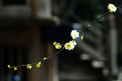 1168_鎌倉円覚寺_神奈川県