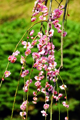 1002_大倉山公園_神奈川県