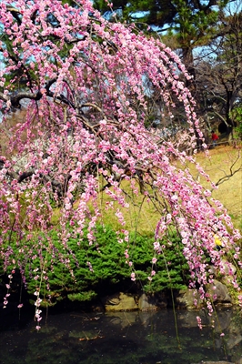 1004_大倉山公園_神奈川県