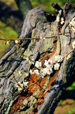 1006_大倉山公園_神奈川県