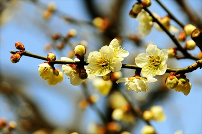 1007_大倉山公園_神奈川県