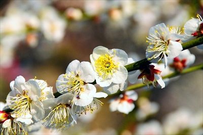 1008_大倉山公園_神奈川県