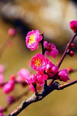 1009_大倉山公園_神奈川県