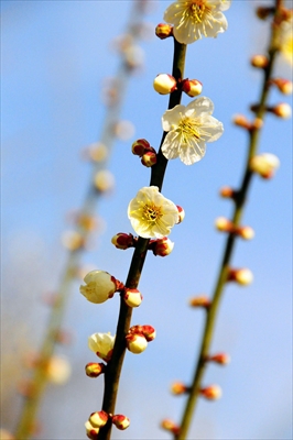 1010_大倉山公園_神奈川県