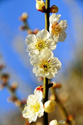 1011_大倉山公園_神奈川県