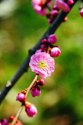 1012_大倉山公園_神奈川県