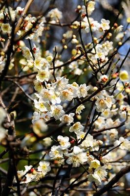 1014_大倉山公園_神奈川県