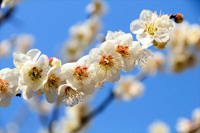 1016_大倉山公園_神奈川県