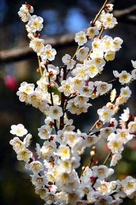 1017_大倉山公園_神奈川県