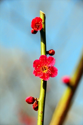 1018_大倉山公園_神奈川県