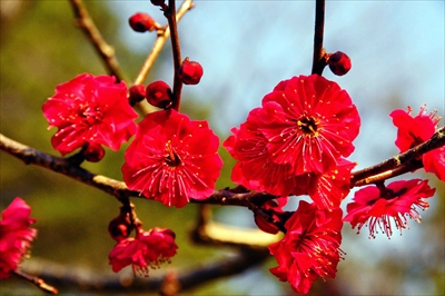 1019_大倉山公園_神奈川県