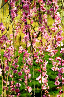 1020_大倉山公園_神奈川県