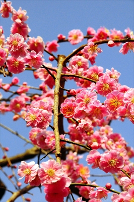 1023_大倉山公園_神奈川県