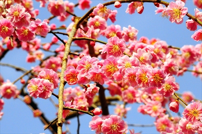 1024_大倉山公園_神奈川県