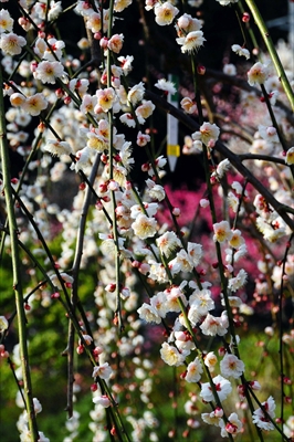 1026_大倉山公園_神奈川県