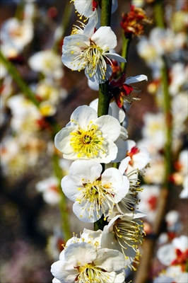 1028_大倉山公園_神奈川県