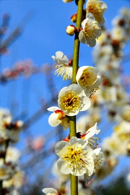 1029_大倉山公園_神奈川県