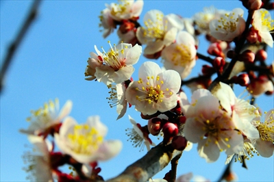 1030_大倉山公園_神奈川県