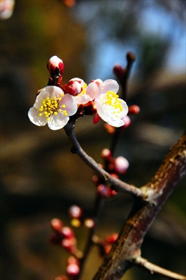 1031_大倉山公園_神奈川県