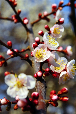 1032_大倉山公園_神奈川県