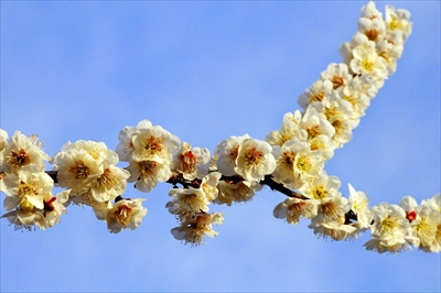 1036_大倉山公園_神奈川県