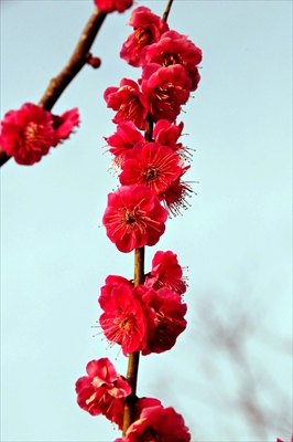 1037_大倉山公園_神奈川県