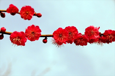 1038_大倉山公園_神奈川県