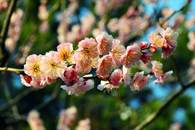 1040_大倉山公園_神奈川県