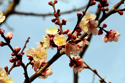 1041_大倉山公園_神奈川県