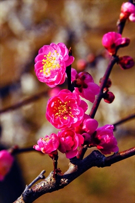 1042_大倉山公園_神奈川県