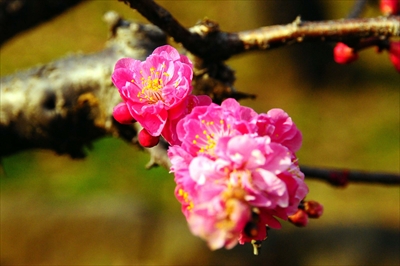 1043_大倉山公園_神奈川県