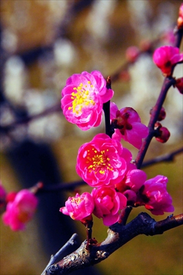 1044_大倉山公園_神奈川県