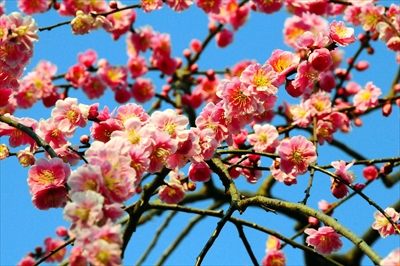 1047_大倉山公園_神奈川県