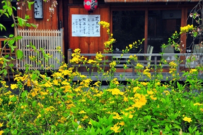 1085_洛東 祇園白川_京都府